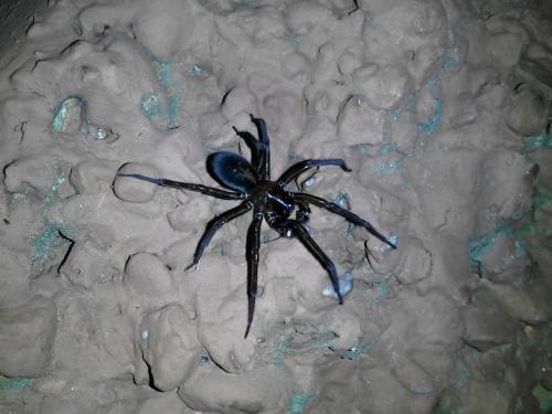 Réf. 329 176 : Amaurobius ferox
